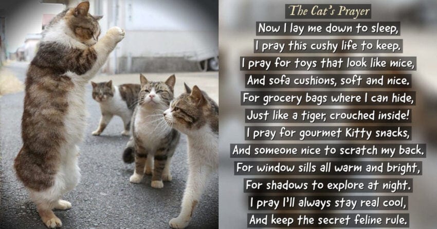 a cat's prayer