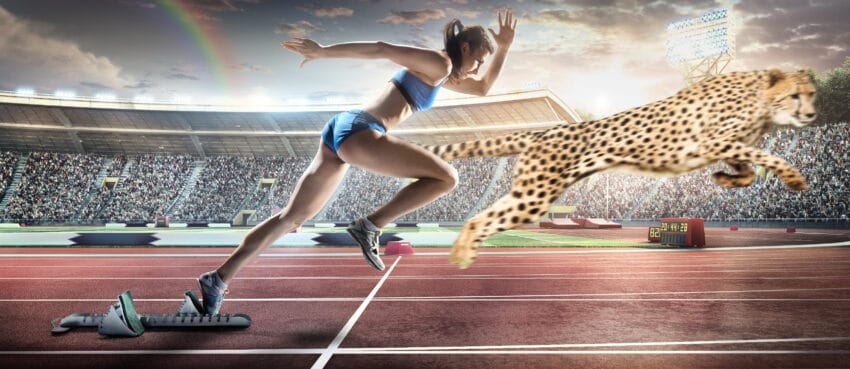 cheetah beats female sprinter